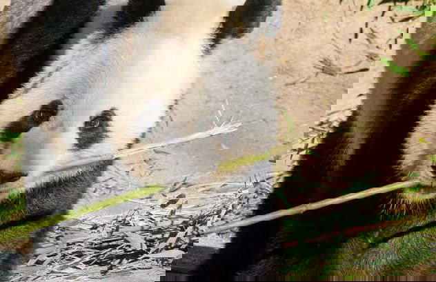 Zoo Aquarium Madrid - Foto 8