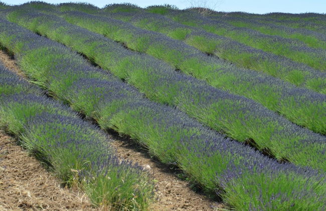 Farmhouse Near Montalto di Castro Beaches - Foto 33