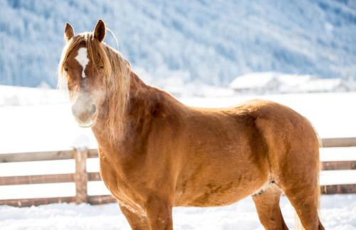 Pichlerhof - Foto 37