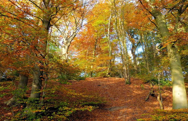 Holiday Home in Gelderland Near Nature Trails - Photo 17
