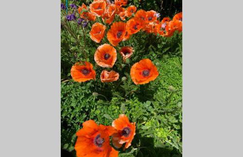 Vintage Apartment WOLF im Wadrilltal - Balkon Garten - Foto 30