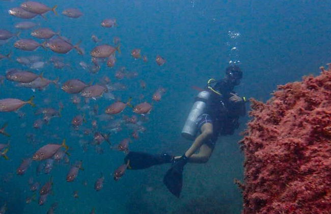 NAUI Open Water Diving Course in Ilhabela - Photo 3
