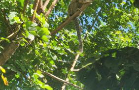 Chácara dos Sonhos Planaltina-GO - Foto 16