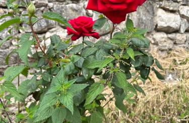 La casetta - Casa vacanze - Foto 19