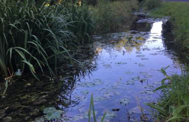 Le Rin de la fôret - Foto 18