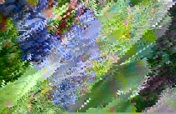 Country House Le Case Coloniche - Foto 42