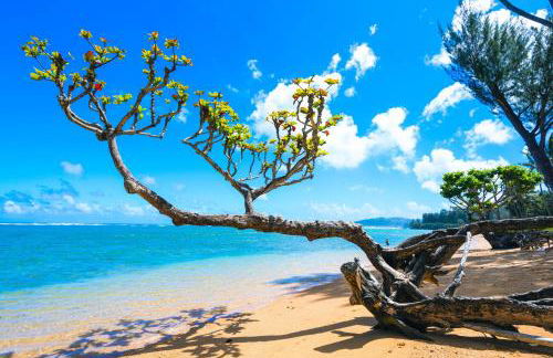 Anini Ohana Estate TVNC#4255 - Foto 28