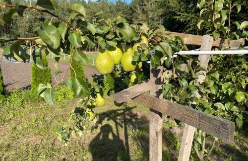 Sercem i Kopytem - Foto 26