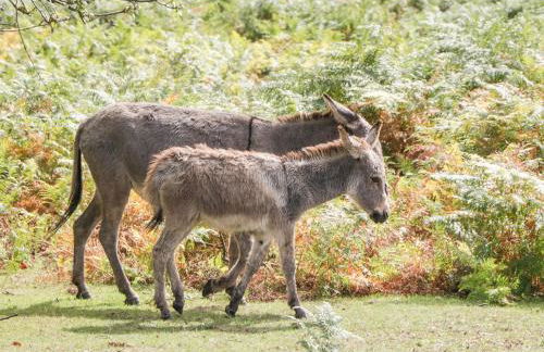 Oakapple Cottage - Photo 43