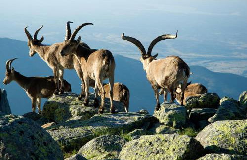 GREDOS RURALRUT cerca del CASTAÑAR de El Tiemblo, Reserva Natural VALLE DE IRUELAS, alojamiento acogedor con cabina hidromasaje, chimenea eléctrica, calefacción, wifi, cocina - Photo 55