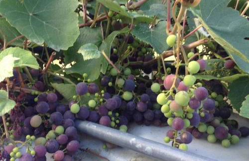 GITE CHOUCHOU - Photo 23