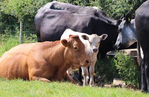 The Proven House - Foto 24