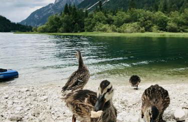 Mountain Apartment Rododendro - Foto 44