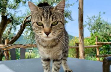 Agriturismo La Terrazza su Farfa - Foto 80