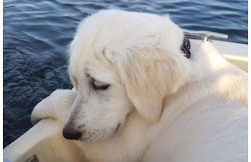 Holiday home in Güster with swimming pool - Foto 12