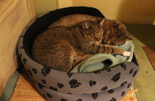 Pod tulipanem nad jeziorem - Foto 67