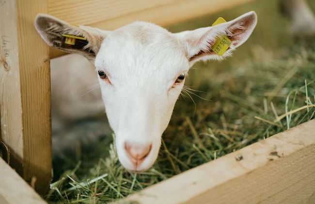 Cosy Holiday Flat With Garden in Wenns - Photo 26