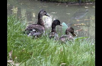 Le relais du Château - Foto 30