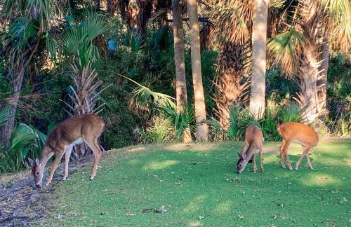 Fripp Island 310 CJF Villa - Foto 42