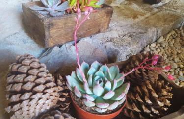 Casa das Japoneiras - Foto 26