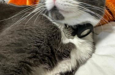 Cat Room by Delicate Stays LIVING ROOM CONVERSION SHARED SPACE ROOM ONLY CAT FRIENDLY ONLY 25 min to time square - Foto 3