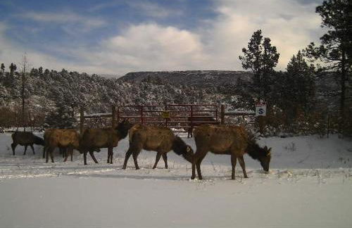 Old Raton Pass Base Camp Cabin with Loft Northern New Mexico Mountain Ranch on Colorado Border cabin - Foto 41