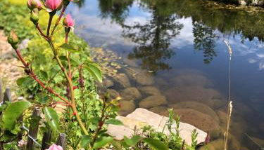 Natur- & Aktivoase - Photo 2, Garden view