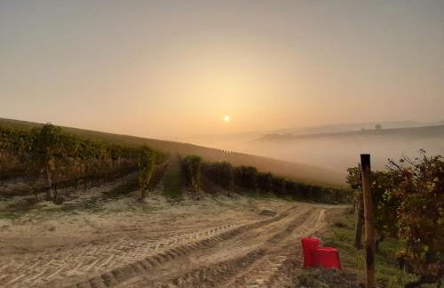 Vite diPinte 1 bilocale in langa - Foto 28