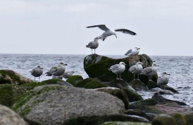 Ostseeblick Berolina - Foto 14