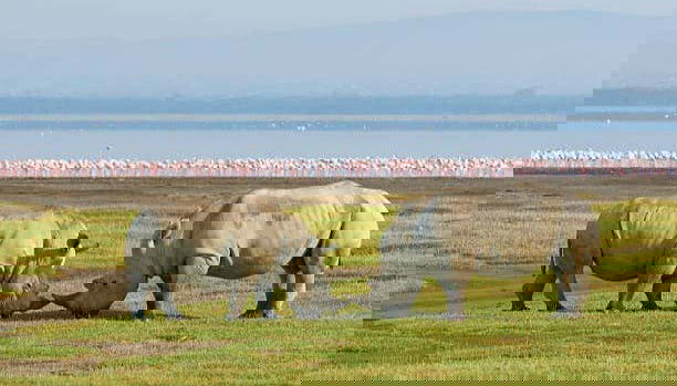 Safari privado por el Parque Nacional de Amboseli - Foto 5, También avistaremos rinocerontes