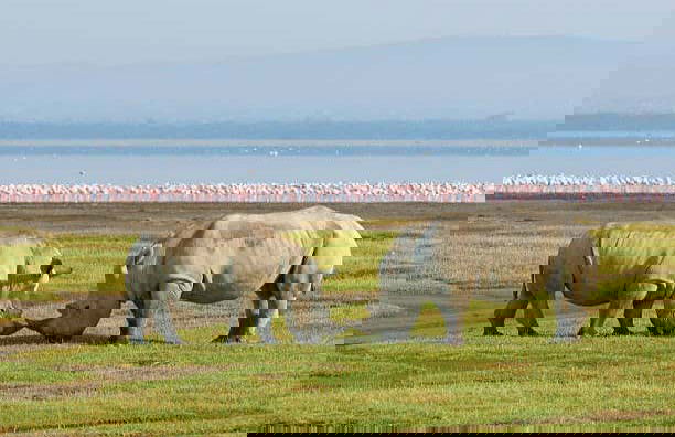 Safari privado por el Parque Nacional de Amboseli - Foto 5