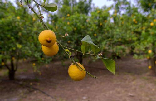 Red Castle - Photo 18