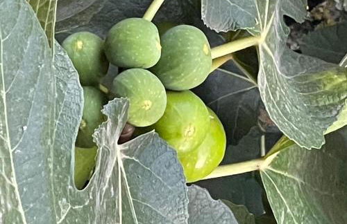 Quintinha de Pinouco - Foto 50