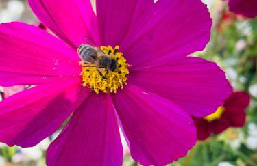 Ferienwohnung Emma an der Romantischen Straße - Foto 10