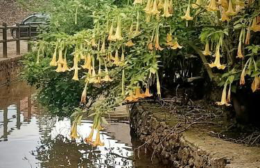 Apartamentos la buganvilla Novales - Foto 26