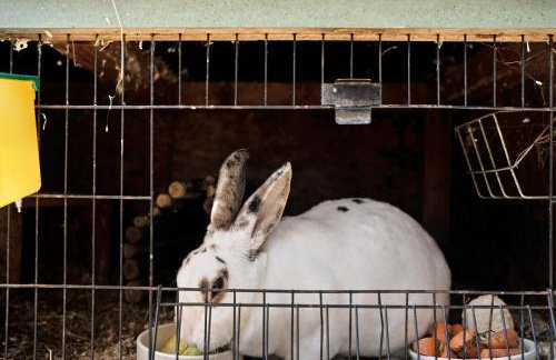 Ferienwohnung - Arzgebirg - Foto 27