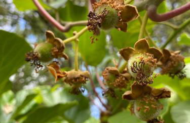 Maison au calme piscine mer au coeur de la nature U Nuciolu - Foto 38