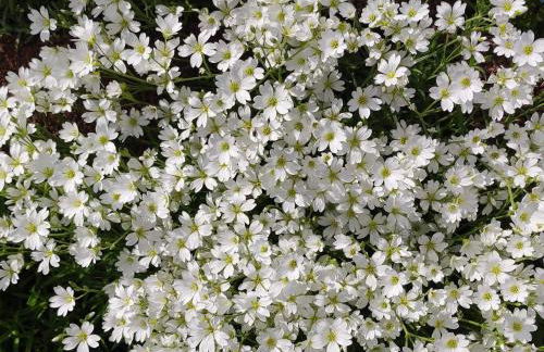 Edelstein Ferienwohnung Philippsreut - Foto 27