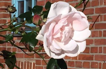 Ferienhaus Wichmannsdorf - Foto 26