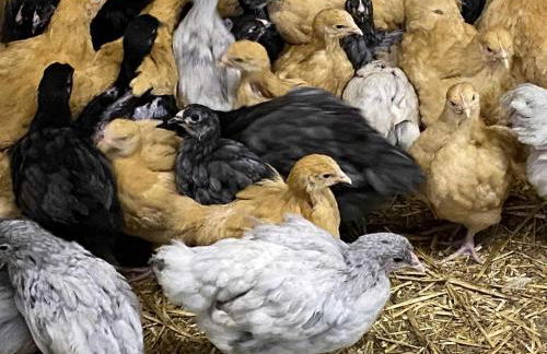 Maison indépendante avec vue exceptionnelle au Pays d'Auge - FR-1-497-259 - Foto 16