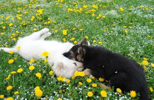 Agroturystyka Smolnikowe Klimaty - Sauna&Jacuzzi - Foto 42