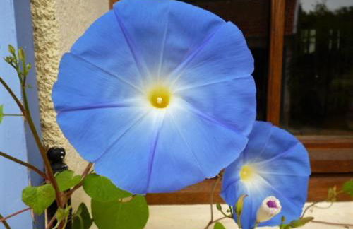 Old French Country Cottage for 2 nature lovers paradise - Foto 28