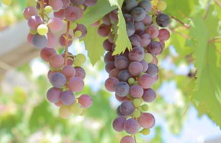 Tenuta Serre - Foto 33