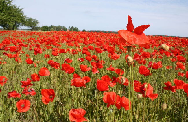 Bungalow in Boiensdorf for 4 Person - Foto 26