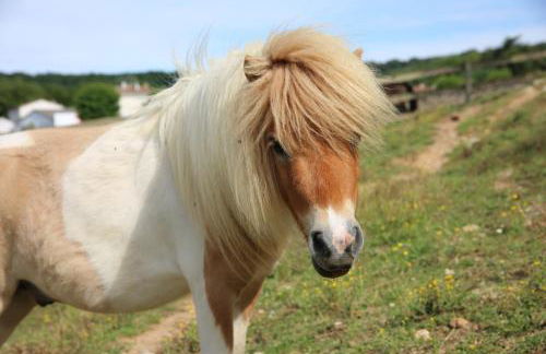Château De Chaussy - Foto 76