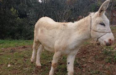 Cottage Eco-Friendly Barcelona country side - Foto 33