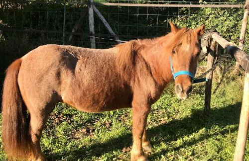 Appartamento in cascina -la cascinetta di Ali- - Foto 28