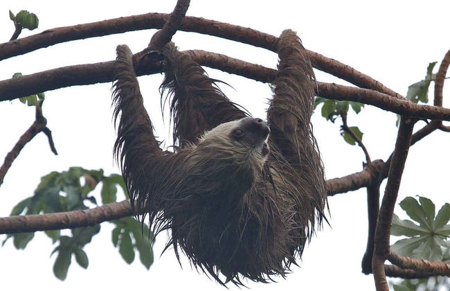 Parque Natural Metropolitano, cerro Ancón y Punta Culebra - Foto 1