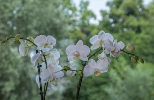 Ferienwohnung Konrad Schielin - Foto 17