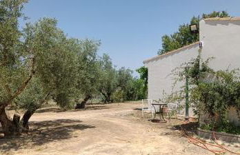 Finca Olivo Llorón - Foto 34